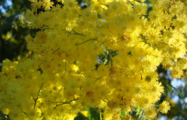 Mimosa flowers for women
